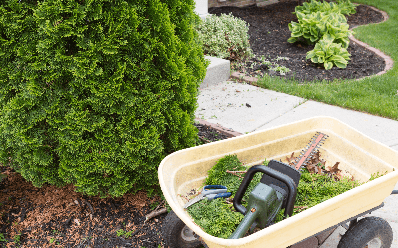 Shrub Trimming Services