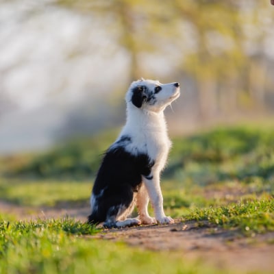 PUPPY OBEDIENCE TRAINING