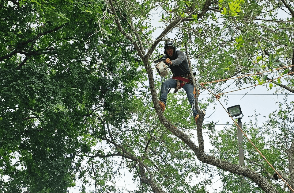 TREE REMOVAL