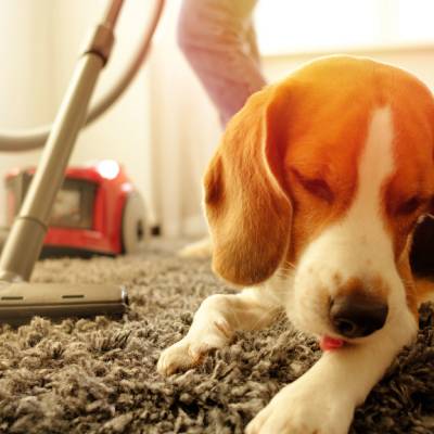 PET ODOR REMOVAL