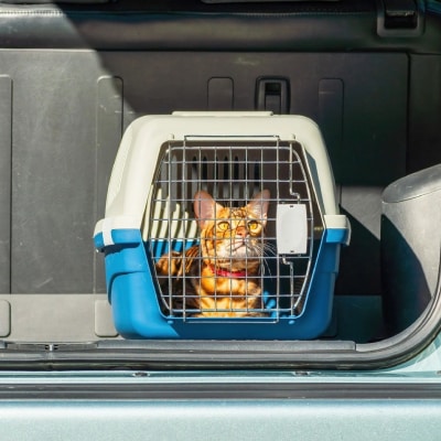 PET TRANSPORTATION