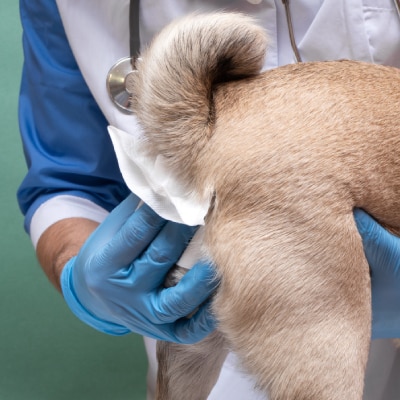 ANAL GLAND EXPRESSION