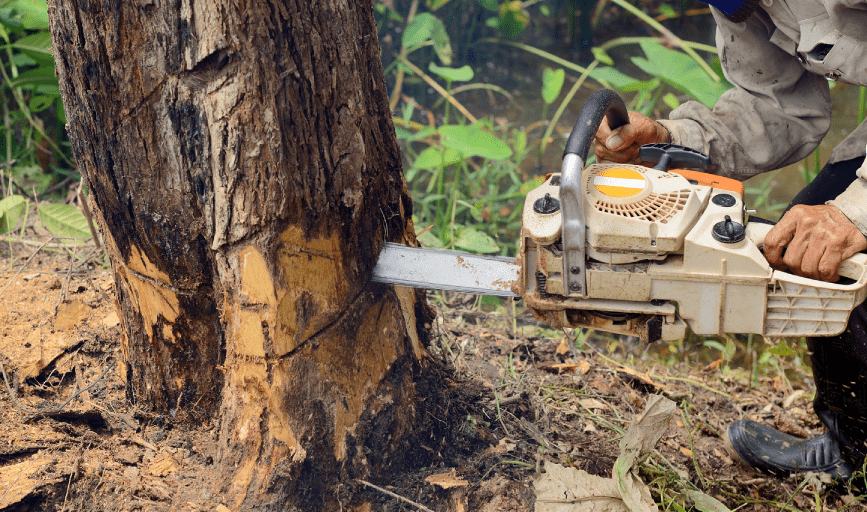 TREE REMOVAL