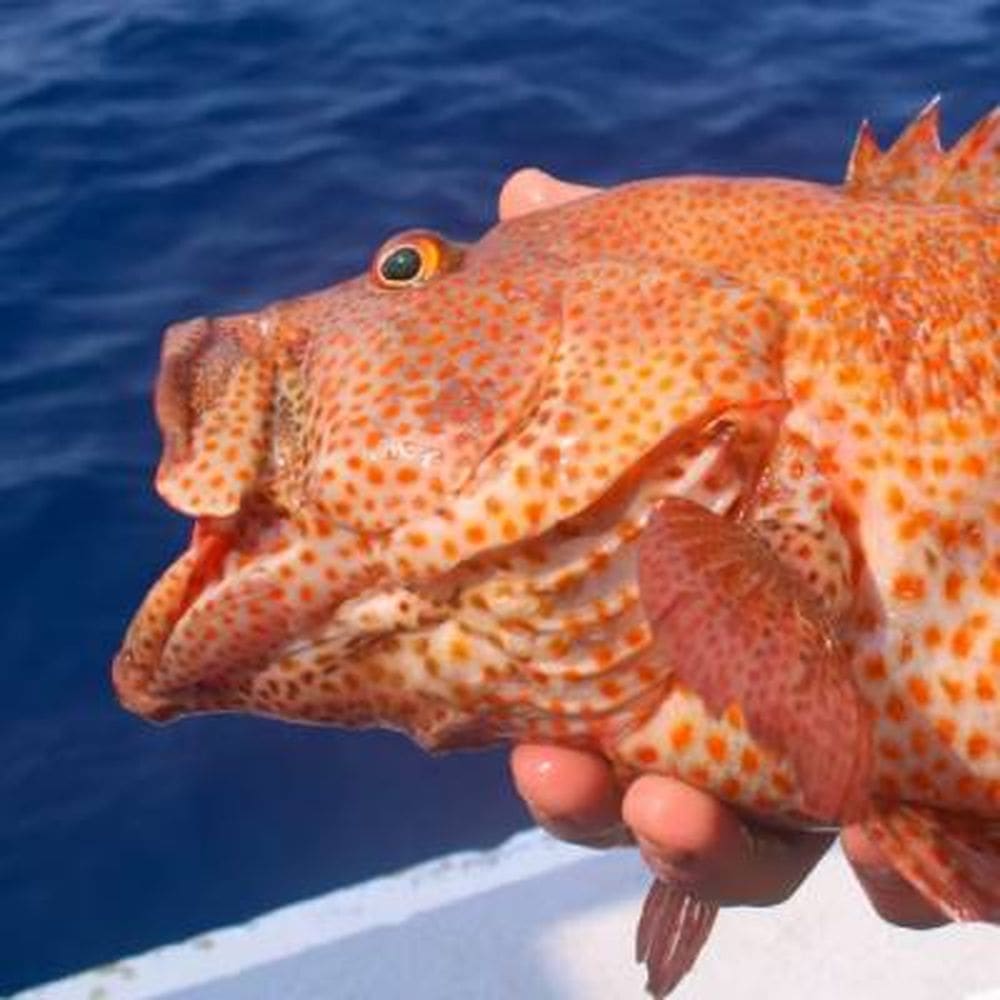 DEEP SEA FISHING
