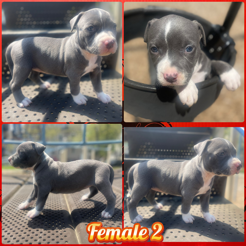 Pitbull 02