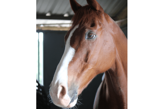 Trabuco Creek Equestrian