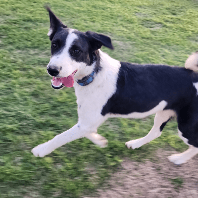 PET WASTE MANAGEMENT