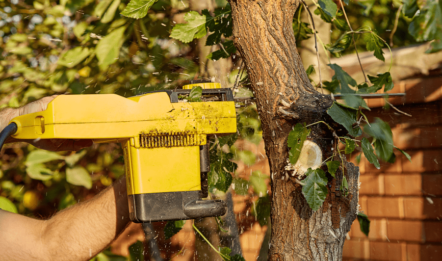 TREE TRIMMING