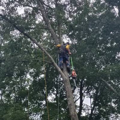 TREE TRIMMING
