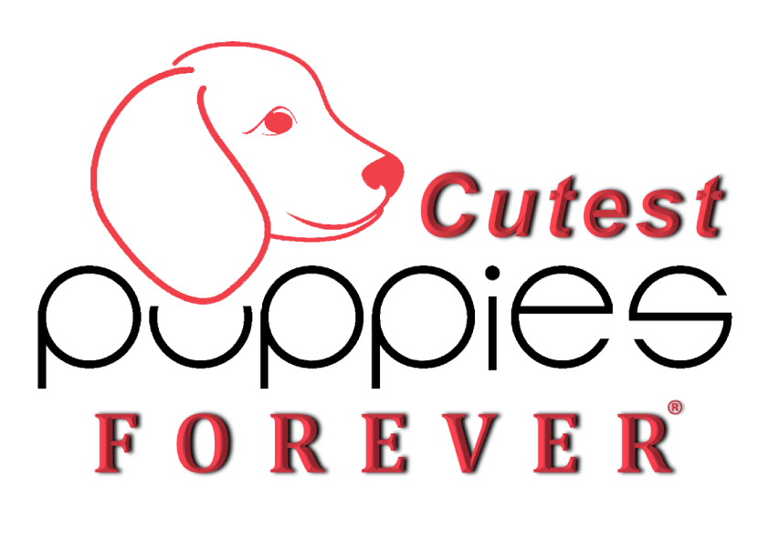 Cutest Puppies Forever
