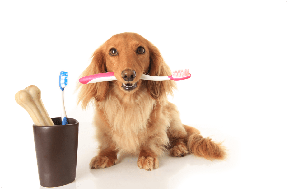 Pet Grooming