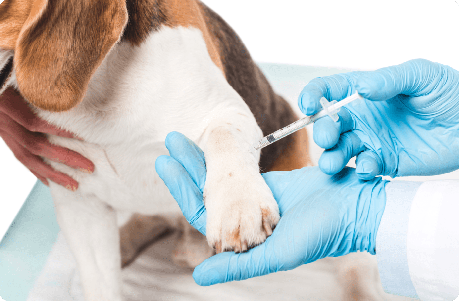 Veterinarian