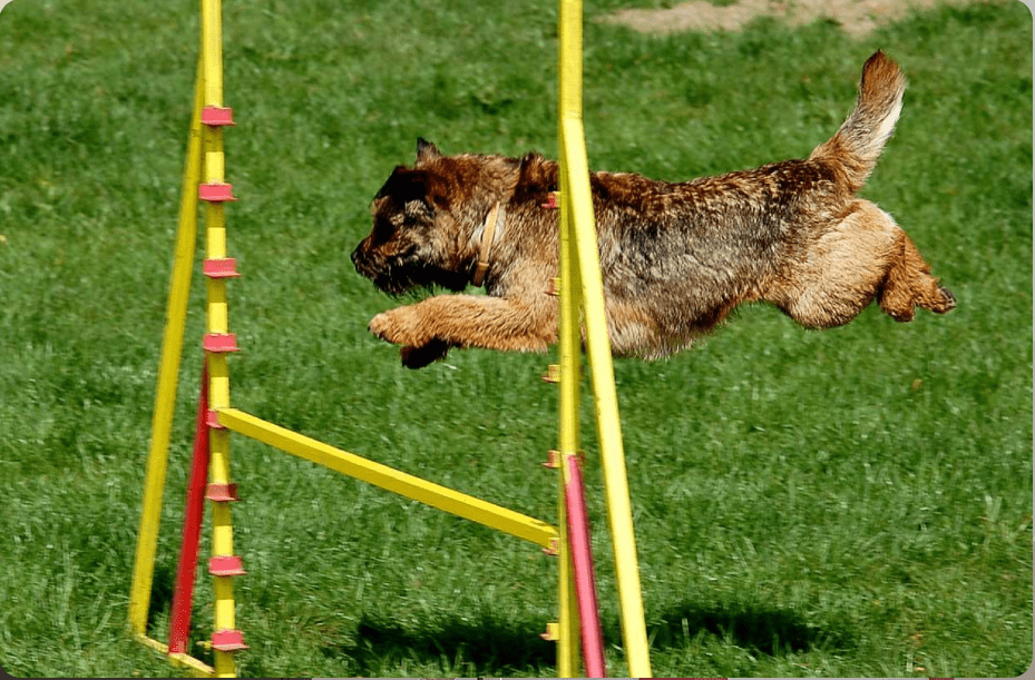 Pet Training Classes