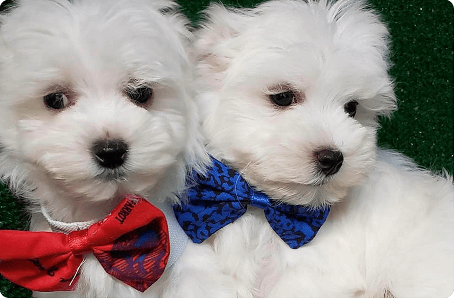 Puppies For Sale