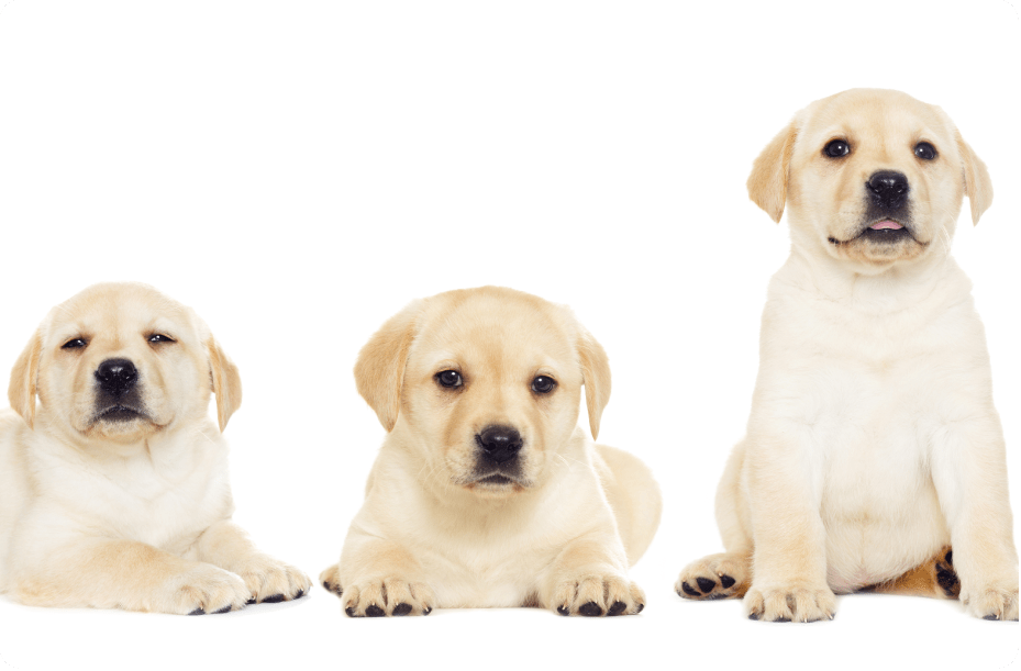 Pet Services