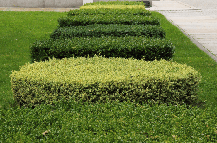 Johnson Landscape Detailed Services