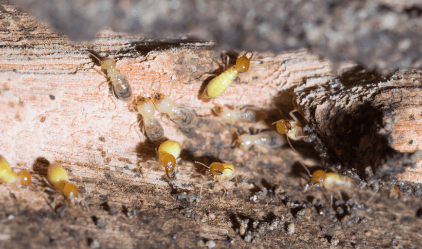 TERMITE CONTROL