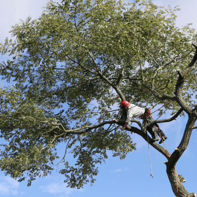 TREE TRIMMING