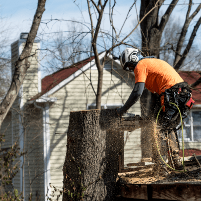 EMERGENCY TREE SERVICE