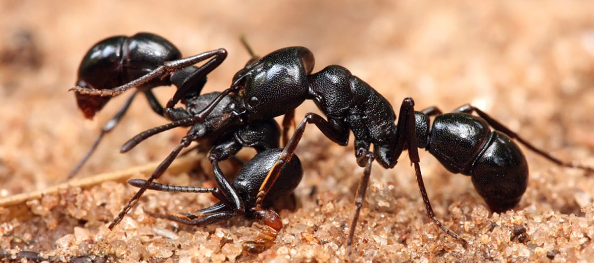 Pest Control
