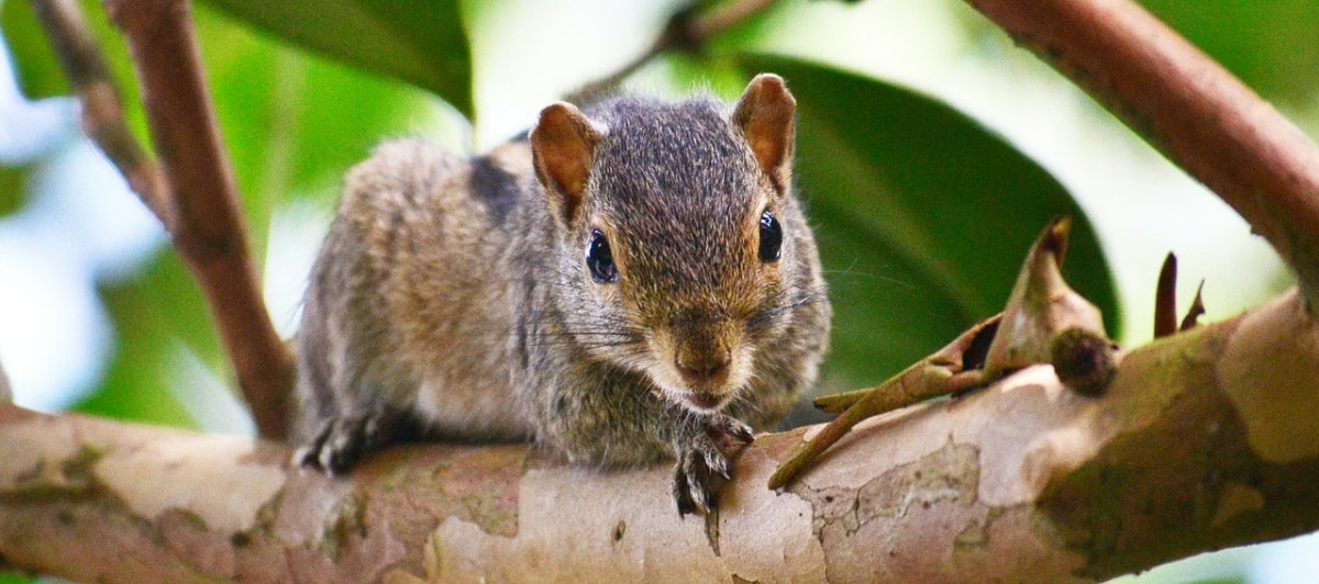 Wildlife Control