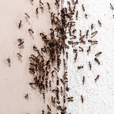 ANT REMOVAL