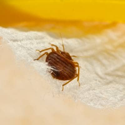 BED BUG REMOVAL