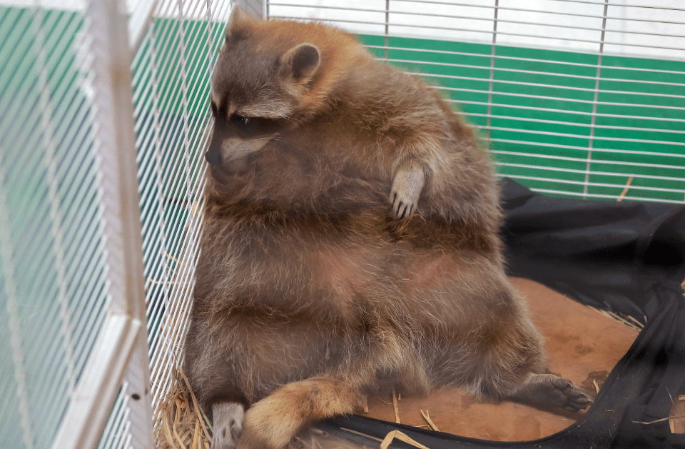 Invasive Pest Control