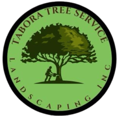 Tabora Tree Service & Landscaping