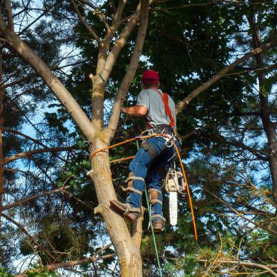 TREE TRIMMING