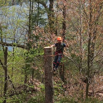 TREE REMOVAL