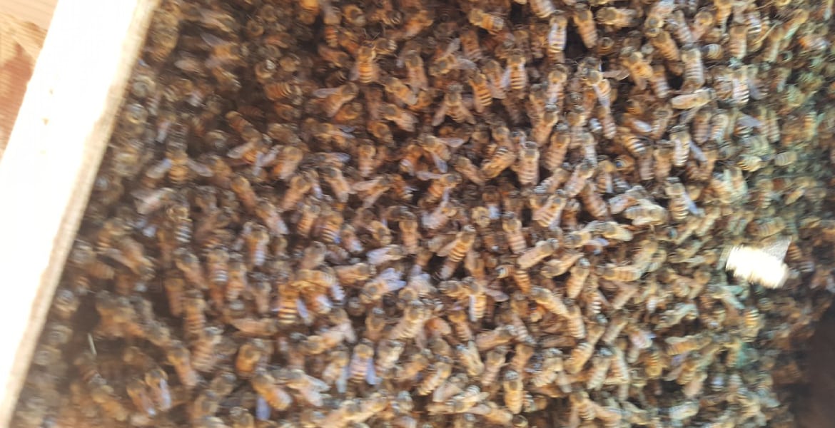 The Beeman Live Bee Removal