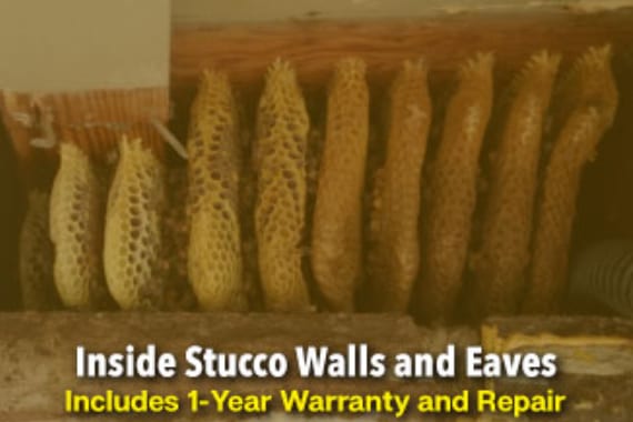 The Beeman Live Bee Removal