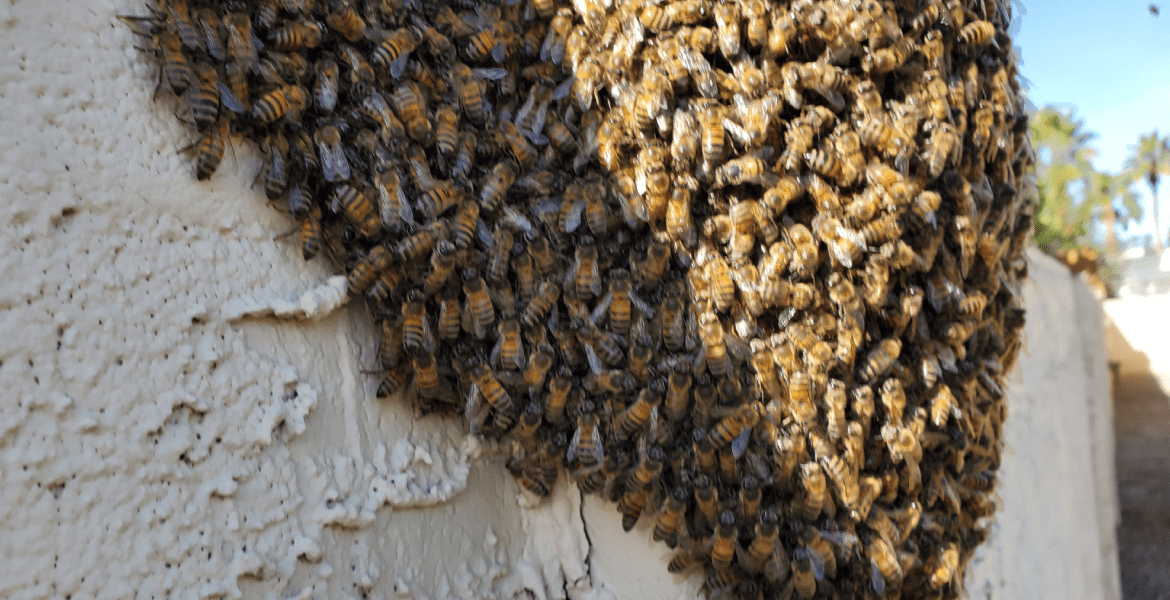 The Beeman Live Bee Removal