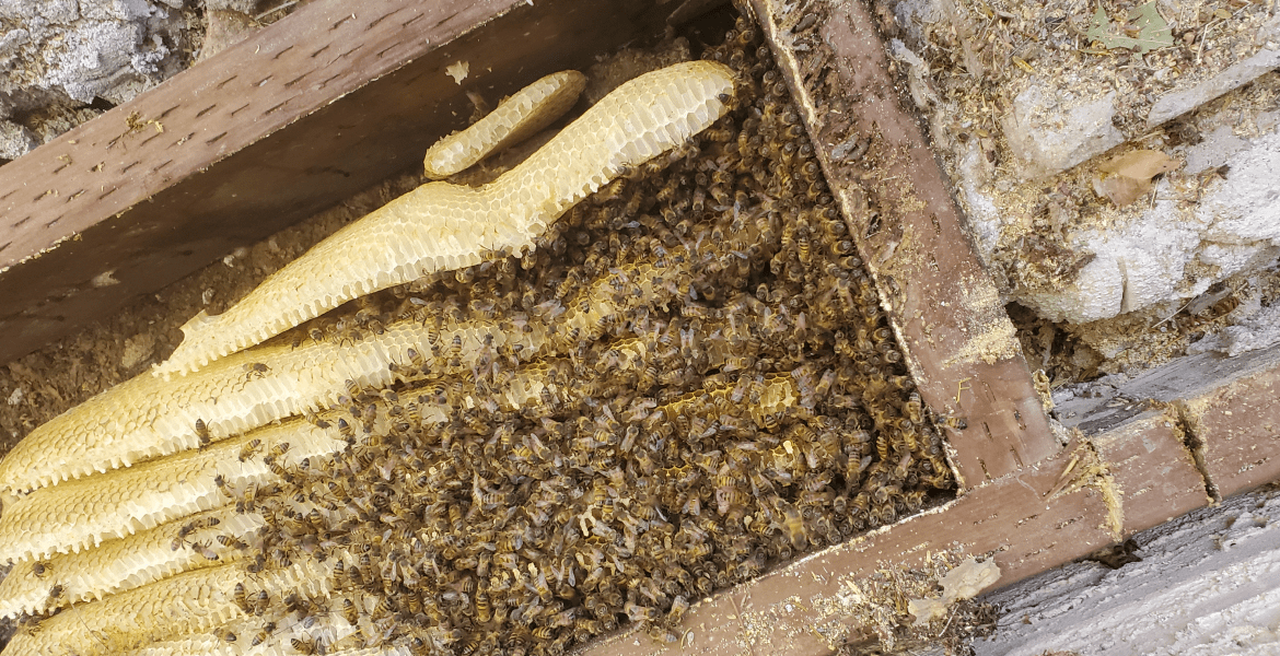 The Beeman Live Bee Removal