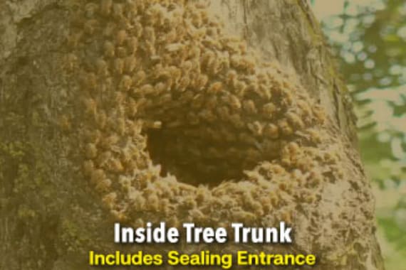 The Beeman Live Bee Removal