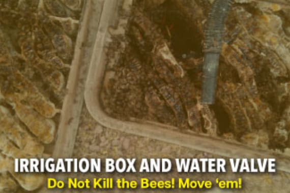 The Beeman Live Bee Removal