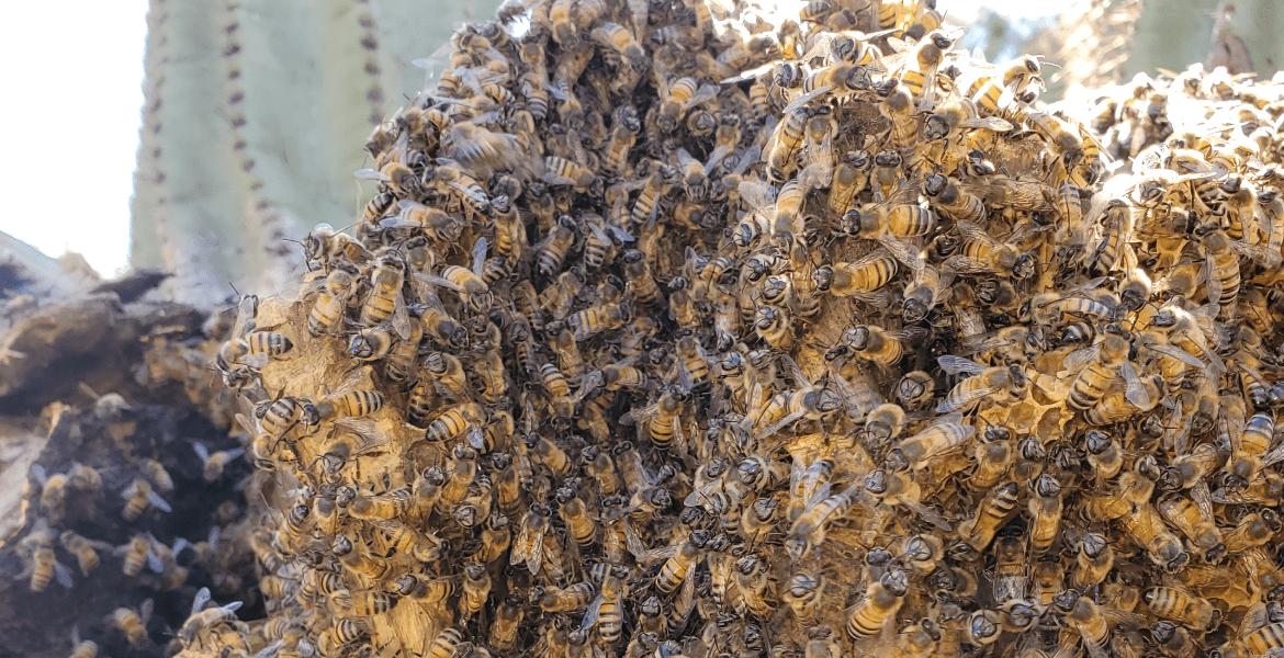 The Beeman Live Bee Removal