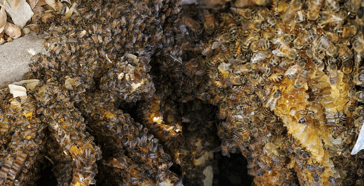 The Beeman Live Bee Removal