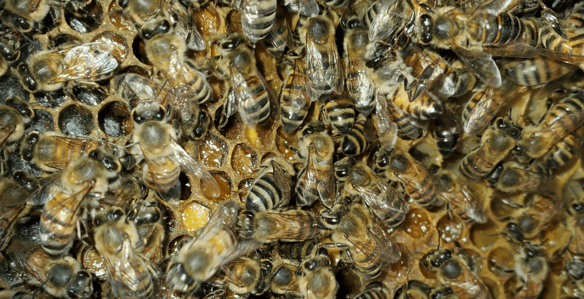 The Beeman Live Bee Removal