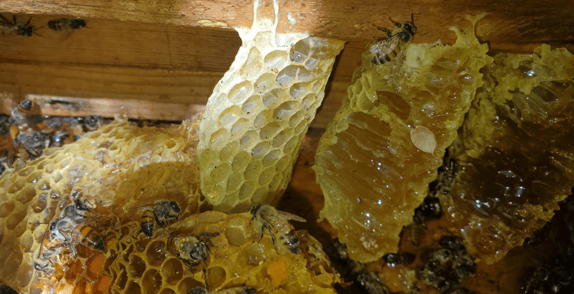 The Beeman Live Bee Removal