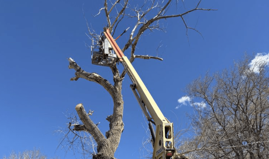 TREE SERVICE