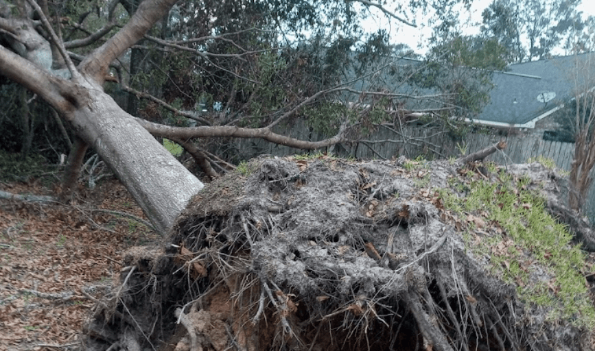 EMERGENCY TREE SERVICE