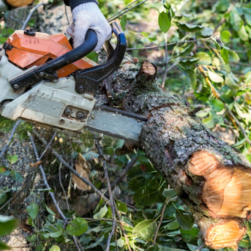 TREE CUTTING