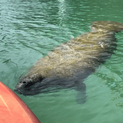 MANATEE TOURS