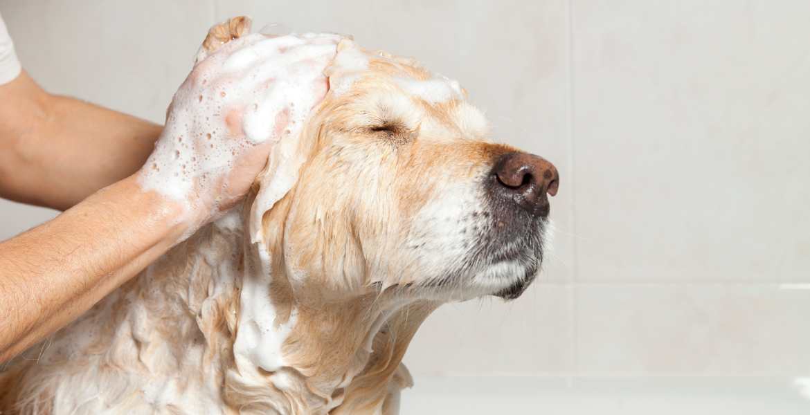 Desert Dawgs Pet Salon