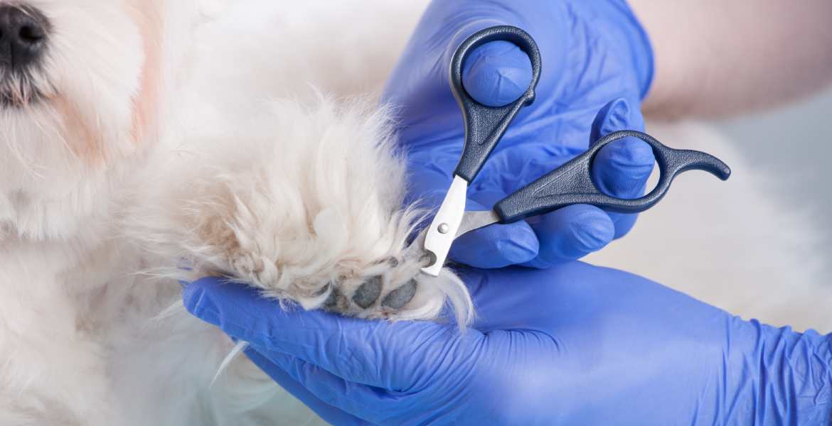 Desert Dawgs Pet Salon