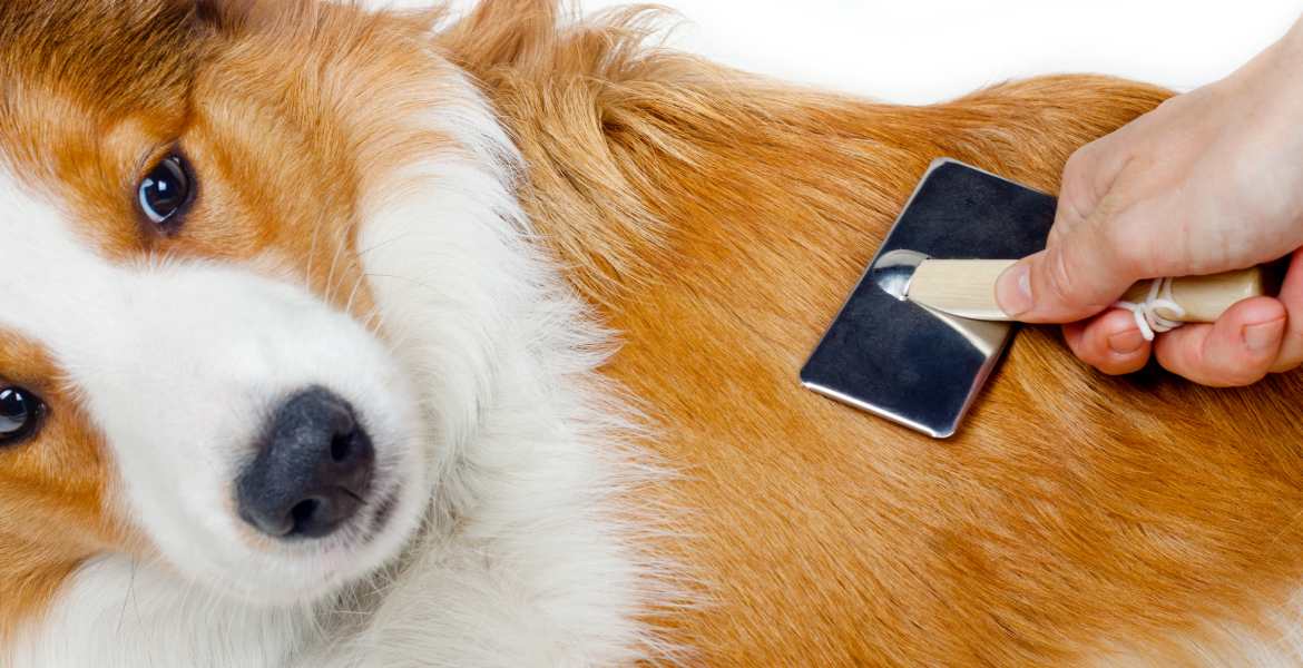 Desert Dawgs Pet Salon