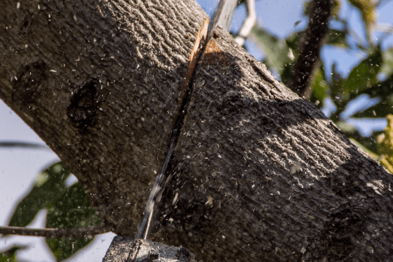 Super Affordable Tree Service