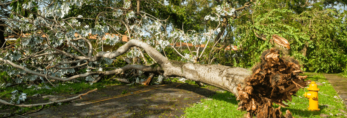 Super Affordable Tree Service